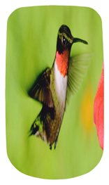 DAROYAL-027 Humming Bird 1